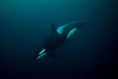 an orca swims underwater