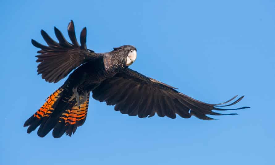 a red-tailed cockatoo
