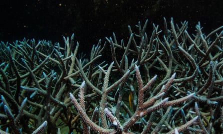 spiky coral in black water