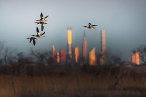 Red-breasted mergansers against a predawn New York skyline