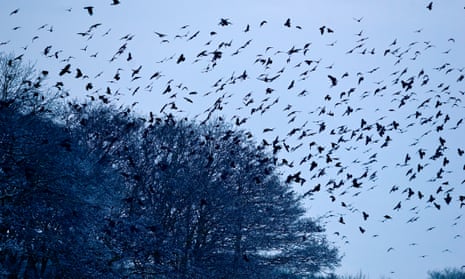 Jackdaws and rooks arriving at roost, Buckenham in Yare Valley Norfolk.