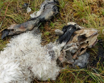 The fleece and bones of a lamb.