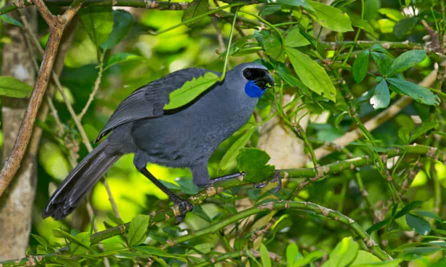 A North Island kokako