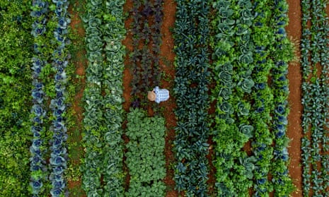 Aerial view of a worker harvesting kale among rows of green crops on a farm