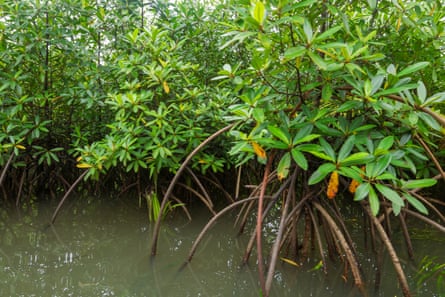 Dense mature mangroves in the waters of Nigeria’s Niger delta.