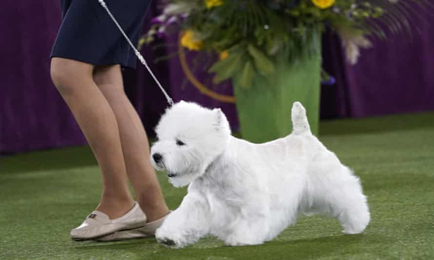 A West Highland white terrier named Boy leaves the ring after taking placing first in the terrier group at the Westminster Kennel Club dog show.