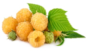 El atractivo perdurable de otoño frambuesas 1 ‘Spectacular fragrance’: yellow ‘All Gold’ raspberries.