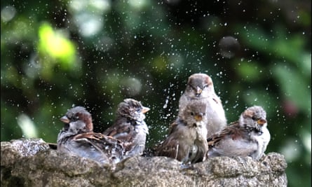 House sparrows enjoying a bird bath