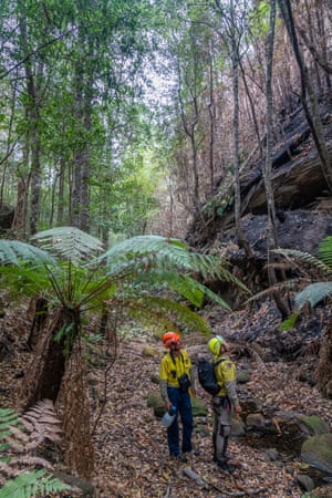 The endangered Wollemi pines
