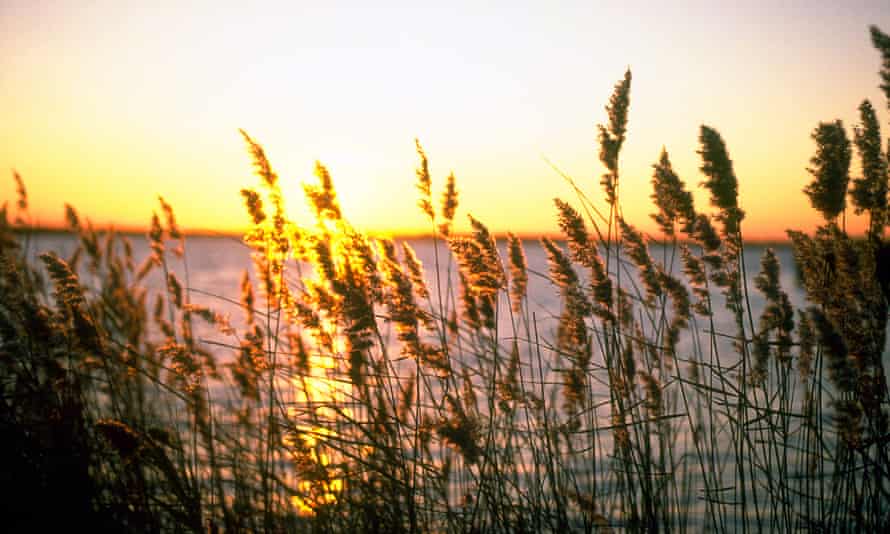 A reed bed on Horsey Mere.