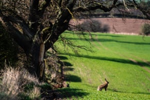 A hare on farmland