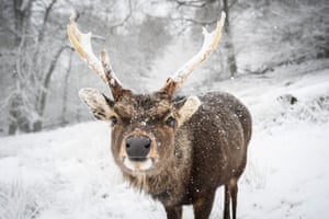 A deer in the snow in Knole Park in Sevenoaks.