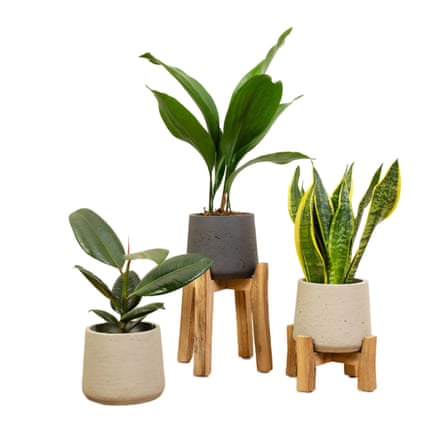 Prickle Unkillable Bundle Aspidistra Elatior; Ficus Robusta; Sansevieria Laurentii
