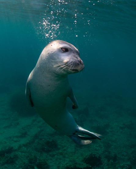 Monk seal in the sea