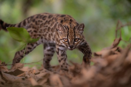 a cat walking on leaves