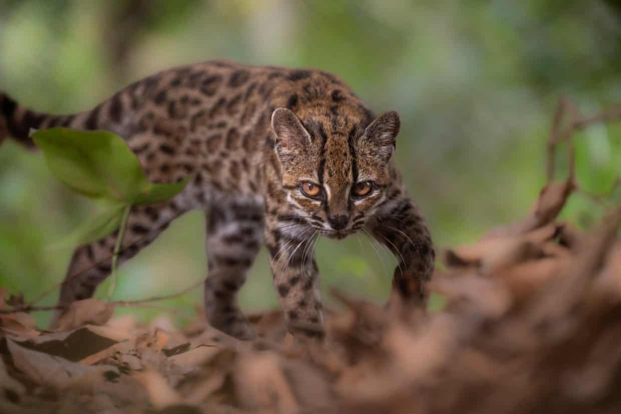 Yungas forest under severe threat