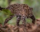 Week in wildlife: a tiny tiger-cat, backyard bears and a frilly pink sea cucumber