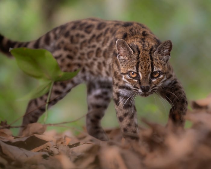 Week in wildlife: a tiny tiger-cat, backyard bears and a frilly pink sea cucumber