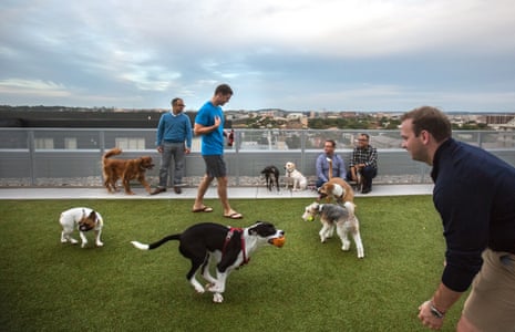 people playing with dogs