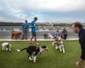people playing with dogs