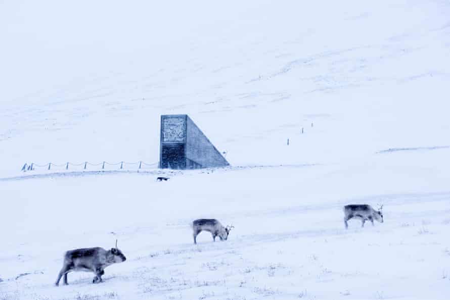Newly Waterproofed Arctic Seed Vault Hits 1m Samples Conservation The Guardian Newly Waterproofed Arctic Seed Vault Hits 1m Samples Conservation The Guardian