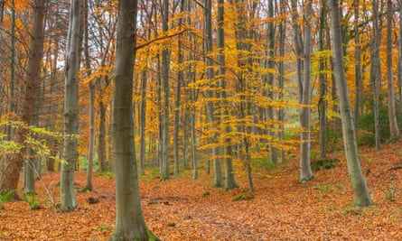 Autumn colours in the woods at Plas Power