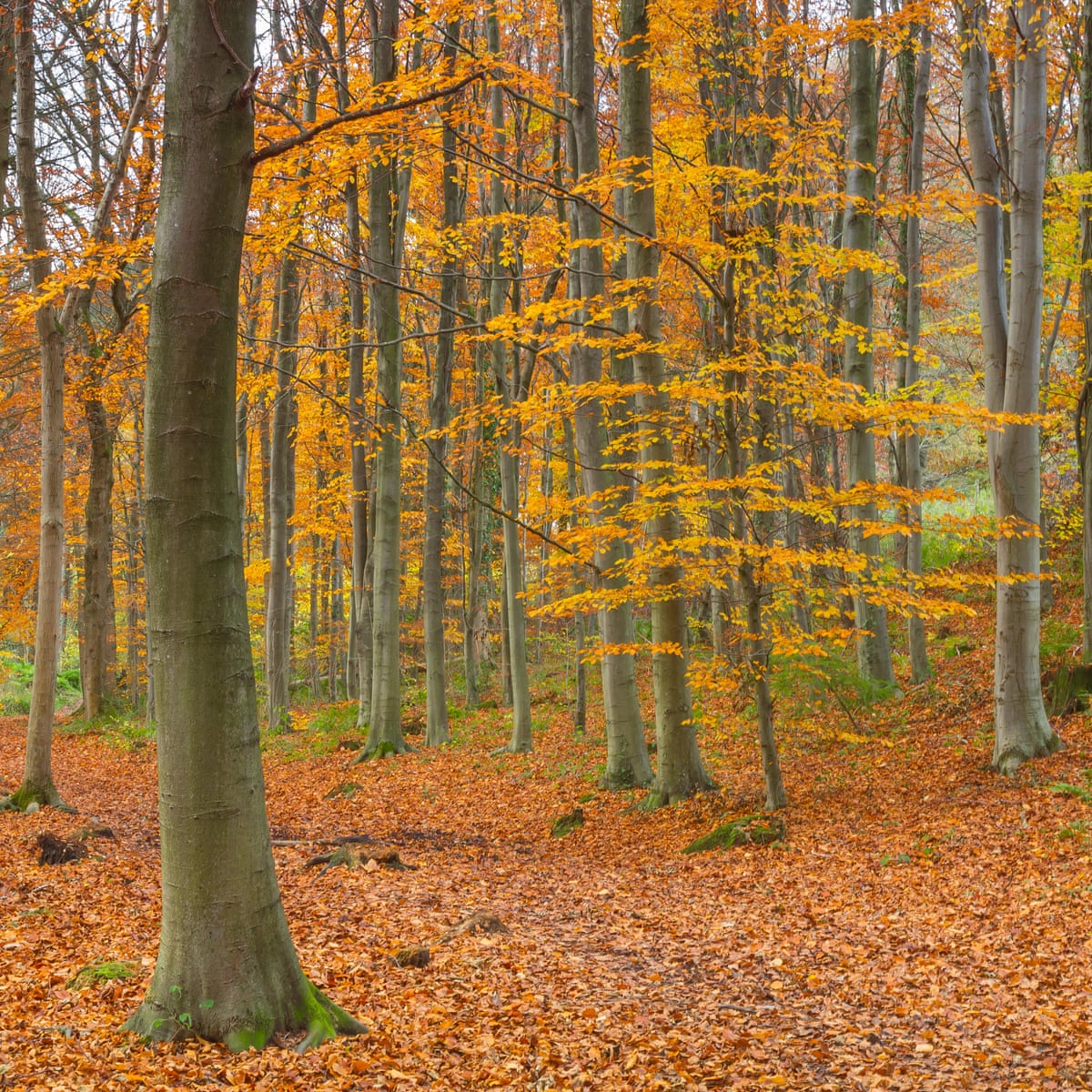 Climate Crisis Making Autumn Leaves Fall Earlier Study Finds Trees And Forests The Guardian Climate Crisis Making Autumn Leaves Fall Earlier Study Finds Trees And Forests The Guardian