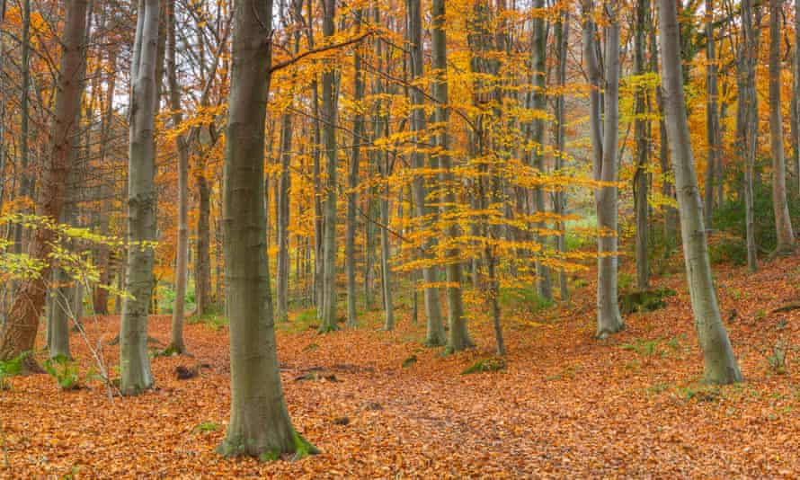 Climate Crisis Making Autumn Leaves Fall Earlier Study Finds Trees And Forests The Guardian Climate Crisis Making Autumn Leaves Fall Earlier Study Finds Trees And Forests The Guardian