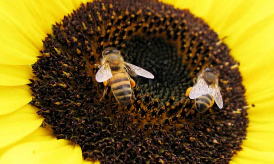 Bees land on a sunflower to gather pollen in Encinitas in this file photo<br>Bees land on a sunflower to gather pollen in Encinitas, California in this file photo from June 23, 2009. Wild bees, crucial pollinators for many crops, are on the decline in key U.S. agricultural regions, according to scientists who produced the first national map of populations of these insects and identified numerous trouble spots. REUTERS/Mike Blake/Files