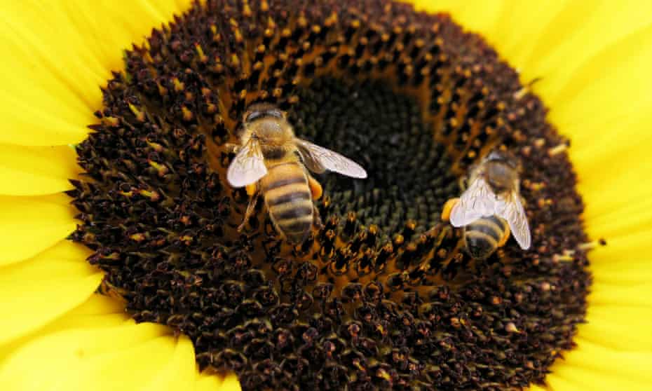 Declines in bees have many possible causes including habitat loss, pesticides, pollution, invasive species, pathogens and climate change.