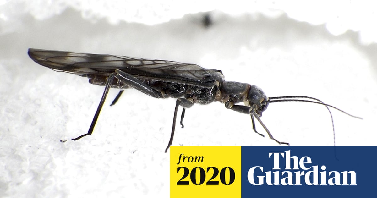 Insect numbers down 25% since 1990, global study finds | Insects | The  Guardian