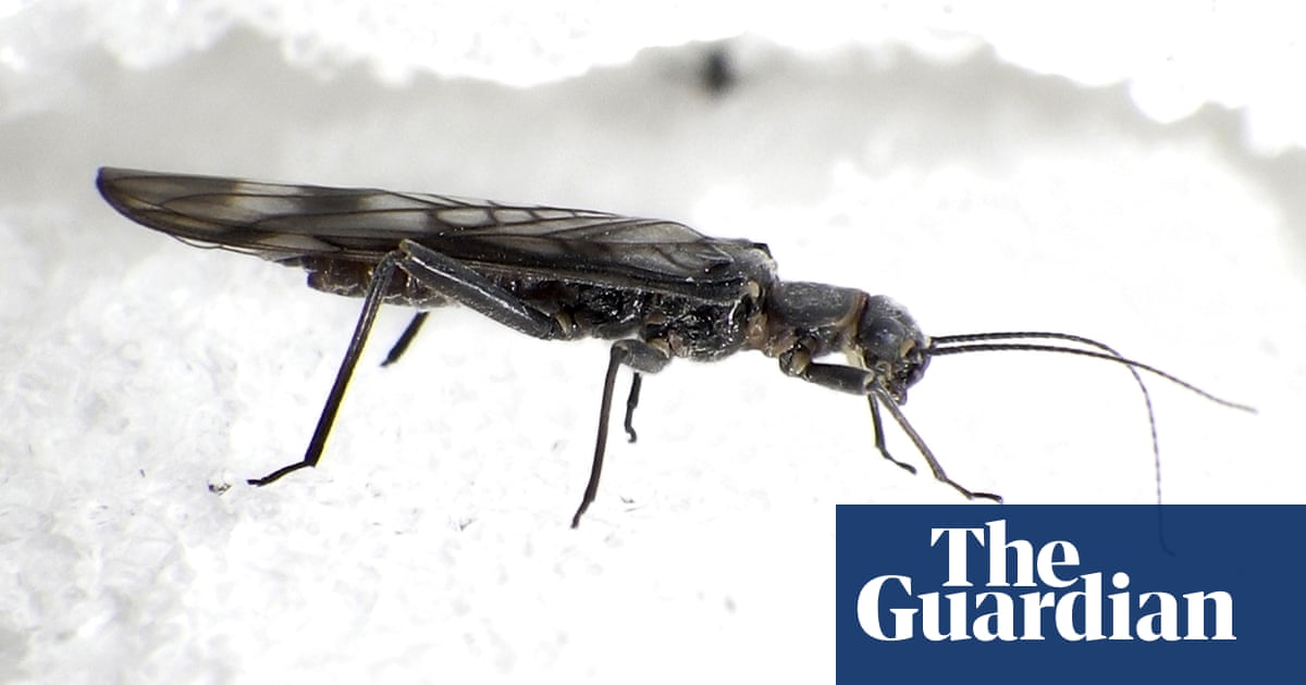 Insect Numbers Down 25 Since 1990 Global Study Finds Insects