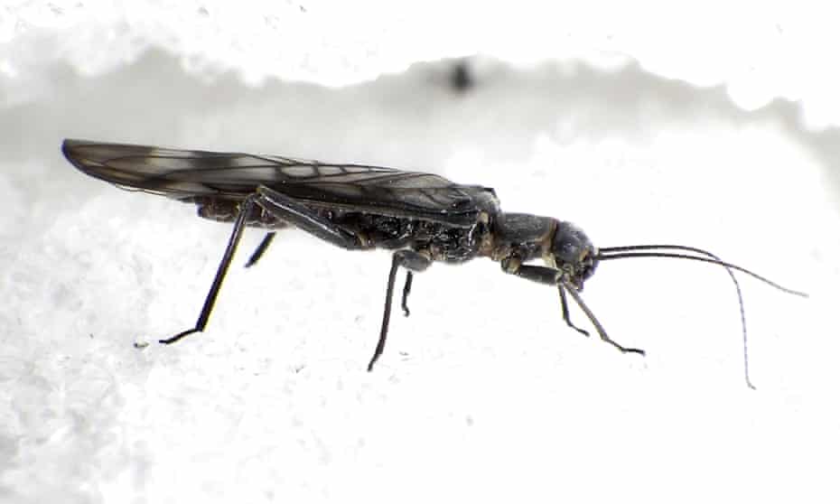An adult female western glacier stonefly from the Grinnell glacier in Glacier national park, Montana, US