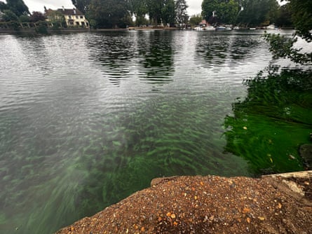 Blue-green algae in the Thames