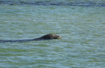 The elephant seal seen in the water at Blairgowrie on the Mornington Peninsula in Melbourne, Victoria, Australia