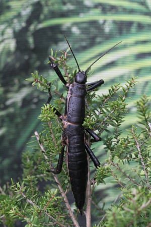 This giant stick insect was discovered on Lord Howe Island, having been declared extinct nearly 100 years ago.