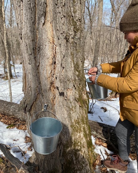 Tara Houska’s group Giniw Collective has led several direct actions against the Line 3 pipeline. Here, she demonstrates how to tap a tree for syrup. She stresses that young people need to stay connected to the land.