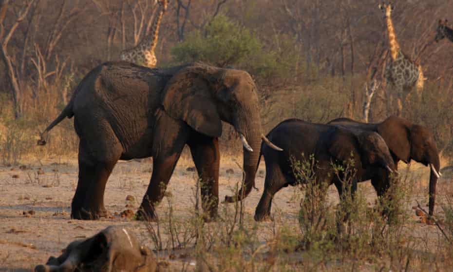 Elephants and giraffes walk near a carcass of an elephant in Hwange national park in Zimbabwe.