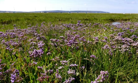 Sea lavender blooming in Lymington marshes.