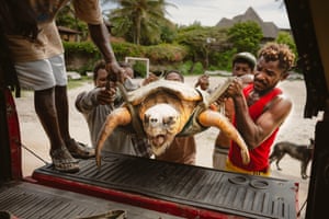 A mature loggerhead sea turtle is hoisted into a truck