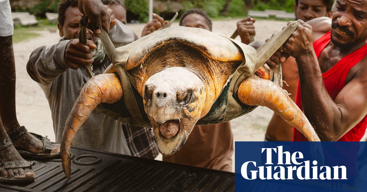 A turtle rescue, mud wrestlers and a Syrian rose garden: photos of the day Friday