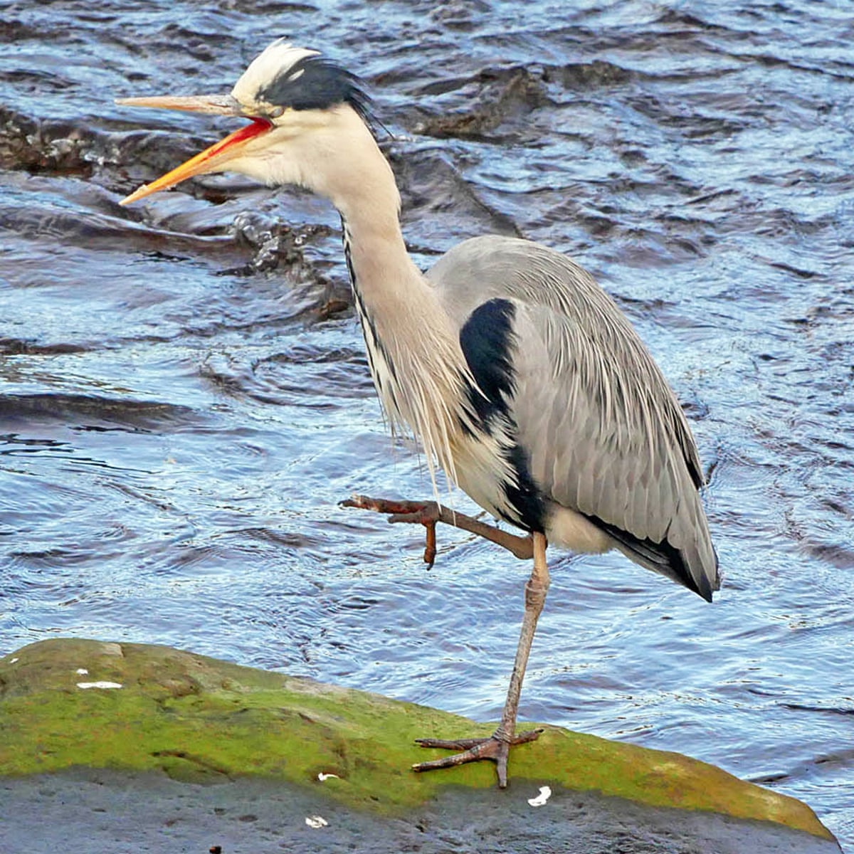 Country diary: a heron he would a-wooing go | Birds | The Guardian