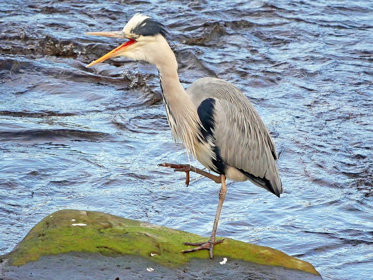 Country diary: a heron he would a-wooing go | Birds | The Guardian