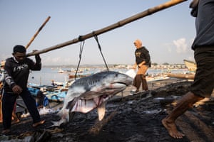 Two men carry a bamboo pole on their shoulders with a large gutted shark hanging from it