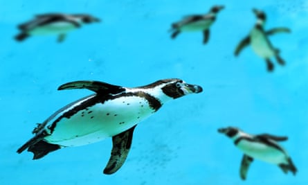 A Humboldt penguin (Spheniscus humboldti) swimming under blue water.