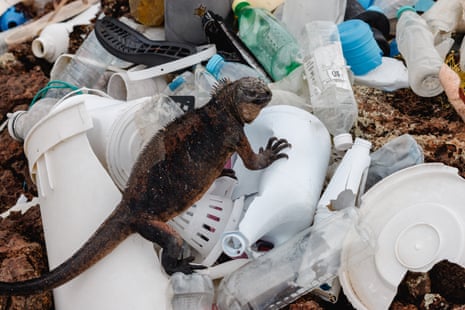 A marine iguana sitting on plastic waste
