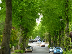 Road, lined with lime trees