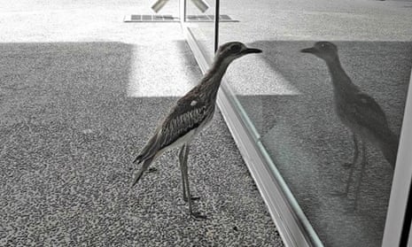A good-looking bird: the bush stone-curlew that loves its own reflection, Animals