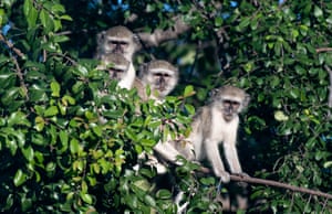 Macacos de Vervet empoleiram-se em uma árvore no parque nacional de Bwabwata, na Namíbia