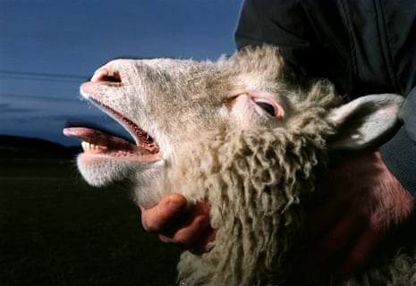 First published picture of Dolly the cloned sheep, as revealed exclusively by Robin McKie in The Observer in 1997.
